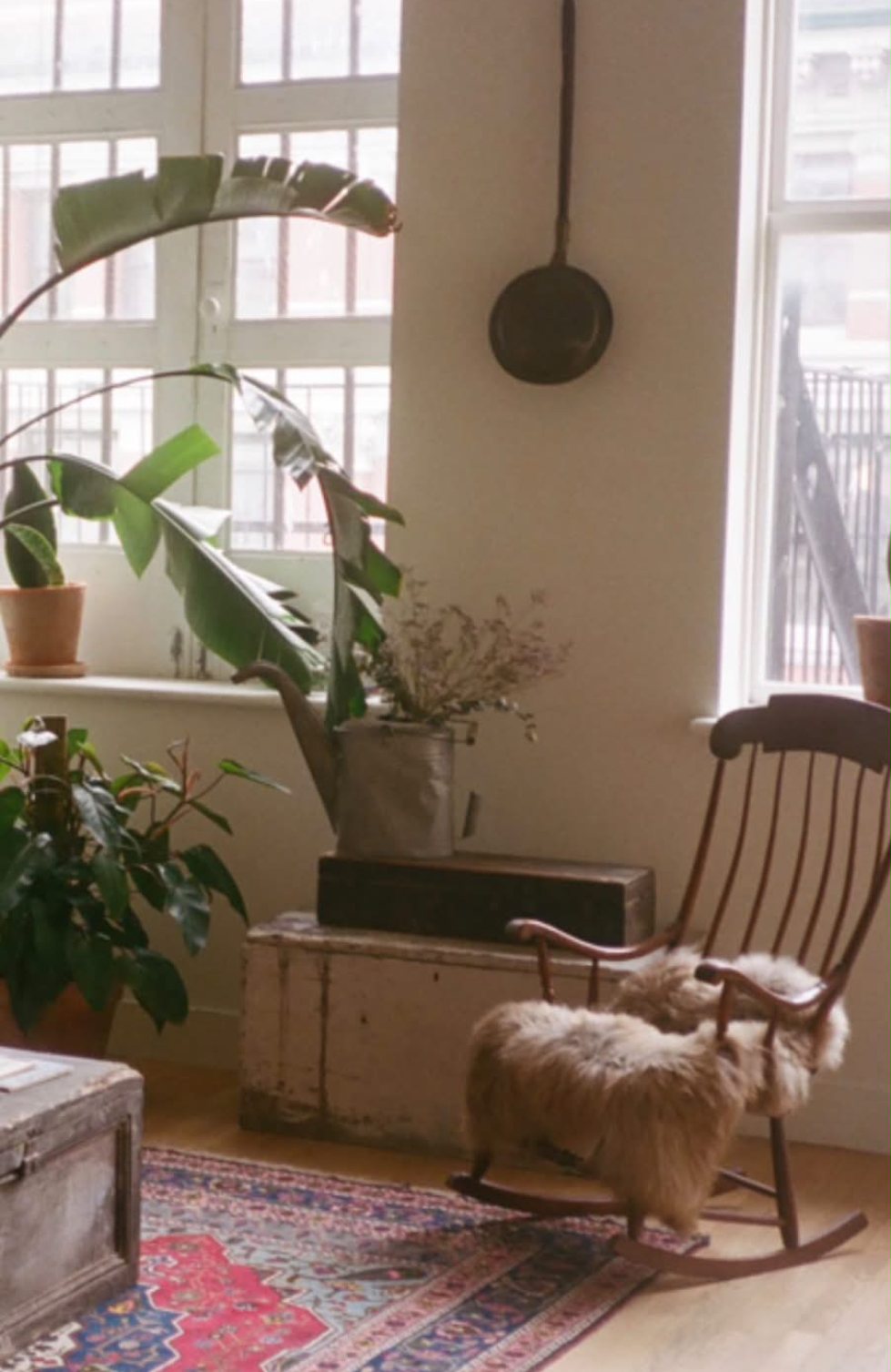Rocking chair draped in sheepskin beside tall windows and potted plants